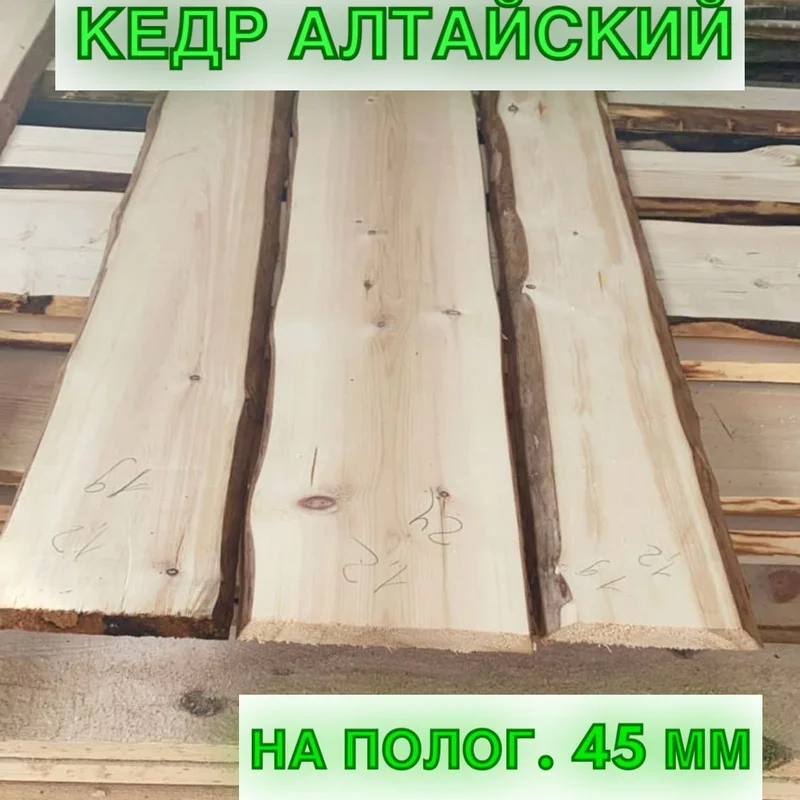 Кедр Алтай - Фото 1