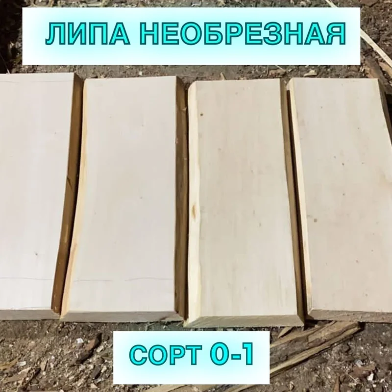 Липа Башкирская - Фото 2