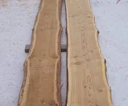 Лиственница ХМАО