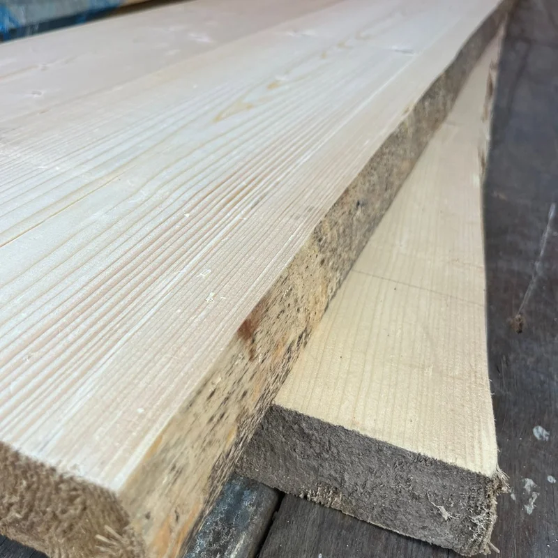 Сосна Архангельская - Фото 1