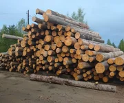 Бревно сосна сухостойная кело