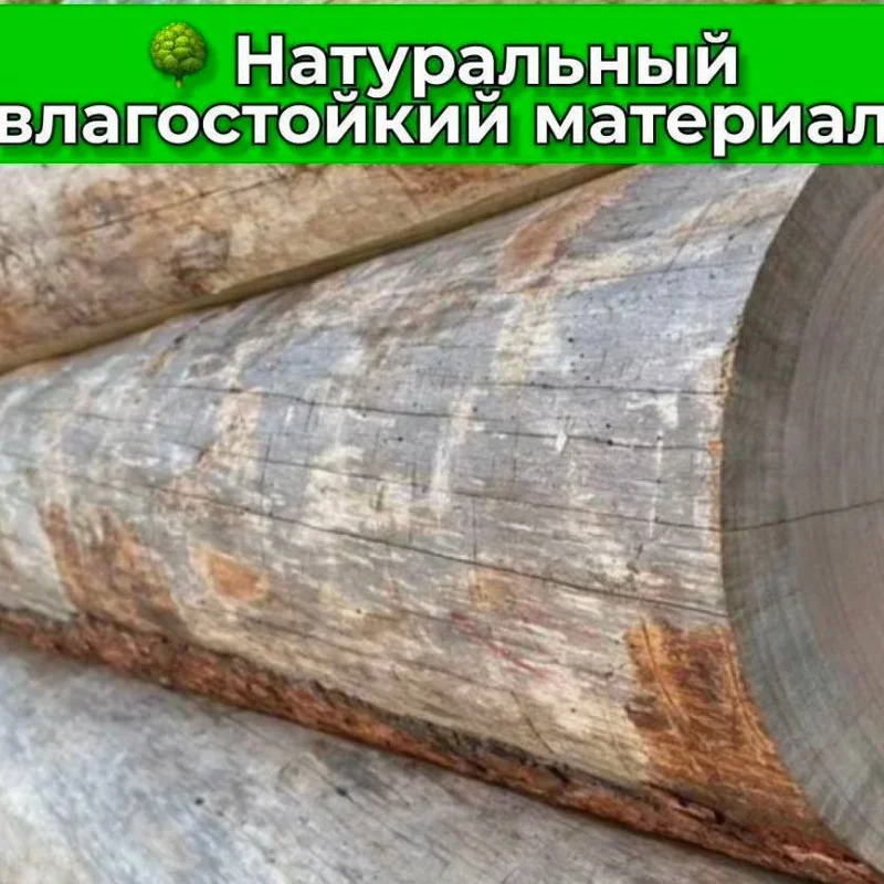 Бревно сосна сухостойная кело - Фото 9
